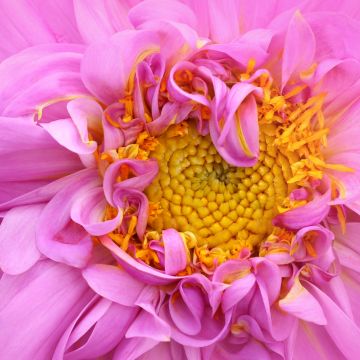 Pink Dahlia, Macro, Pink aesthetic, 5K, Bloom, Pink flower, Closeup Photography