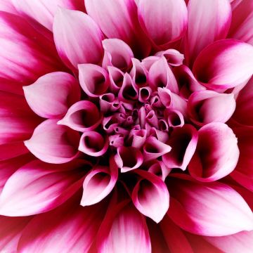 Pink Dahlia, Closeup, Macro, Blossom, 5K