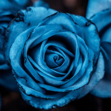 Blue aesthetic, Rose flowers, 5K, 8K, Blue rose