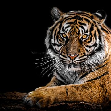 Bengal Tiger, AMOLED, Big cat, Predator, Black background, Closeup