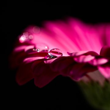 Pink Daisy, Gerbera Daisy, Dew Drops, Droplets, Black background