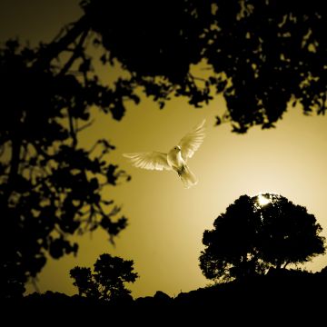 Dove, Flying bird, Sunset, Trees, Silhouette, Scenic, Evening, Dawn, 5K, 8K