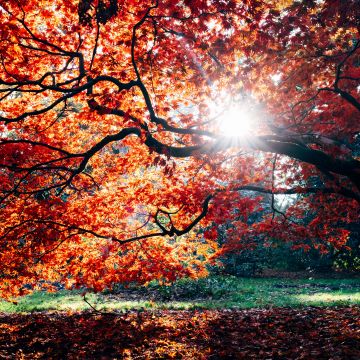 Autumn, Fall, Maple tree, Fall Foliage, Sunlight, Westonbirt, The National Arboretum, England, 5K