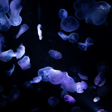 Jellyfishes, 8K, Underwater, Deep ocean, Dark, Black background, 5K, Bioluminescence