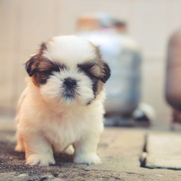 Cute puppies, Saint Bernard, Cute dog, Adorable, Fluffy dog