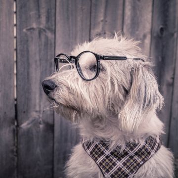 Dog, Funny, Glasses, Wooden background, Cute dog, 5K