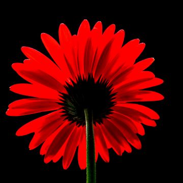 Red Gerbera Daisy, Red flower, Black background, Red Daisy, 5K, AMOLED