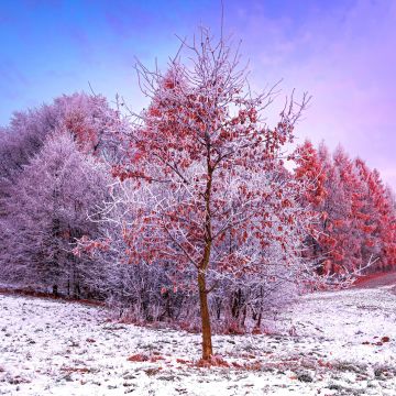 Winter, Trees, 5K, Snow covered, Aesthetic, Poland, Frosted trees