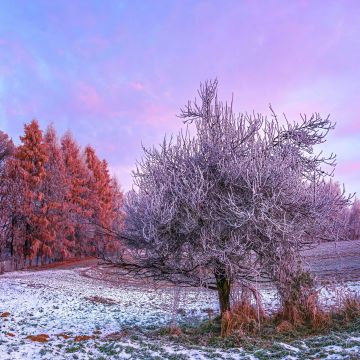 Winter forest, Morning, 5K, 8K, Trees, Snow covered