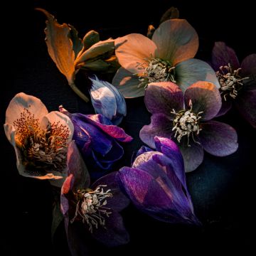 Hellebore flowers, Dark aesthetic, Bloom, AMOLED, Black background, 5K, Colorful flowers