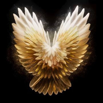 Angel wings, Golden yellow, AMOLED, Tecno Phantom V Fold 2 Stock, Black background