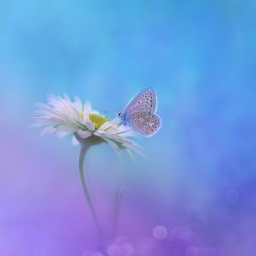Butterfly, Gradient background, White flower