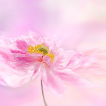 Pink flower, Pink background, Blossom, Pastel pink, Pastel background