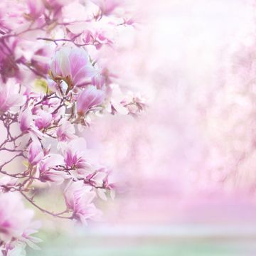 Magnolia flowers, Blossom, Pink background, Pink flowers