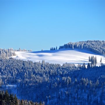 Winter forest, Snow, Trees, Hill, Sky view, Clear sky, Blue Sky