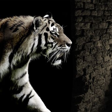 Tiger, Brick wall, Wild animals