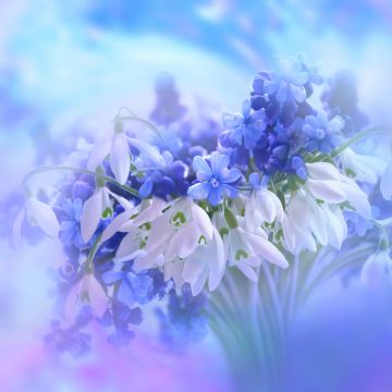 Blue flowers, Hyacinth, White, Blossom