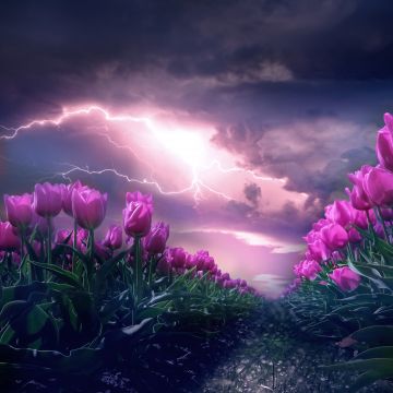 Pink flowers, Path, Thunderstorm, Dark Sky, 5K, Lightning