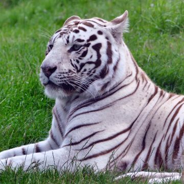 White tiger, Green Grass, Wild animals, Big cat, 5K