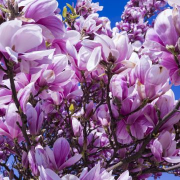 Magnolia flowers, 5K, Blossom, Pink, Beautiful flowers, Spring