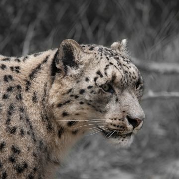 Snow leopard, White, Wildlife, Mammal, Zoo, Big cat