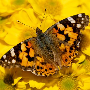 Painted Lady, Yellow flowers, Butterfly, Insects, Closeup