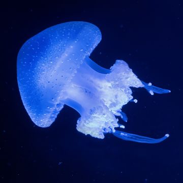Glowing, Jellyfish, Underwater, Blue background, Glowing, 5K