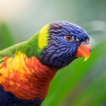 Rainbow Lorikeet, Colorful, Closeup, Bokeh, Bird, Green background