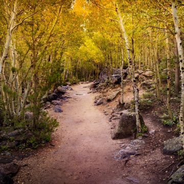 Aspen trees, Pathway, Forest, Rocks, Trails, Beautiful, 5K