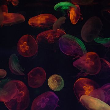 Jellyfishes, Multicolor, Black background, Underwater, Colorful, Sea Life Aquarium, Purple, Colorful, Bioluminescence