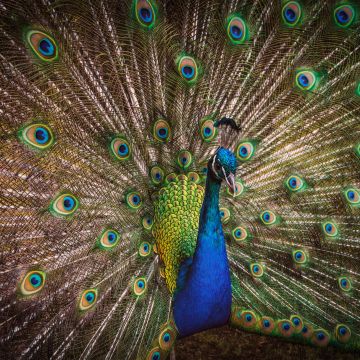 Blue Peacock, Peafowl, Beautiful, Green Feathers, Closeup, Bird, Colorful, 5K