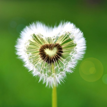 Heart shape, Dandelion flower, Green background, Sunflare, Spring flowers, 5K