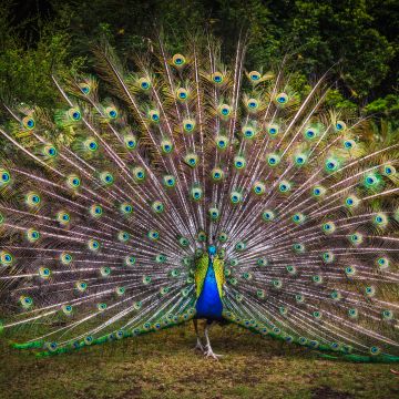 Peacock, Green Grass, Beautiful, Green Feathers, Bird, Trees, Colorful, 5K