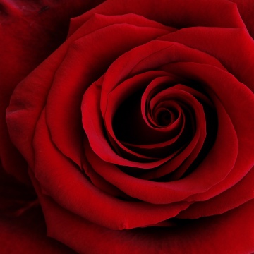 Red Rose, Closeup, 5K, Spiral, Macro, Floral