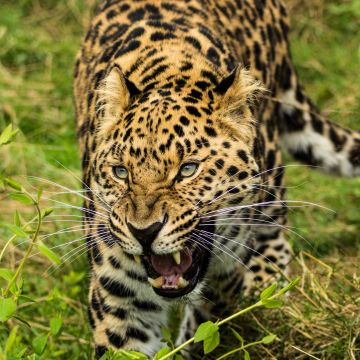 Leopard, Green Grass, Wild animals, Big cat, 5K