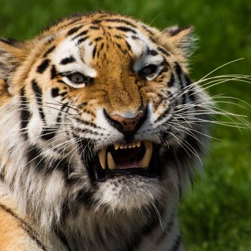 Tiger face, Closeup, Big cat, Wildlife, Predator