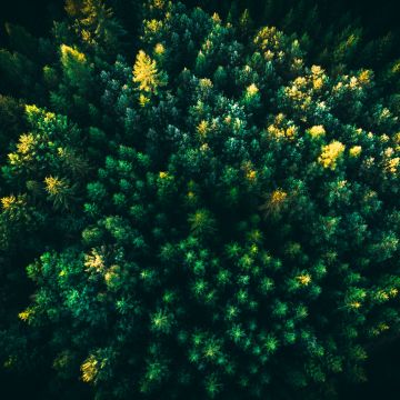 Green Trees, Forest, Aerial view, Greenery, Drone photo