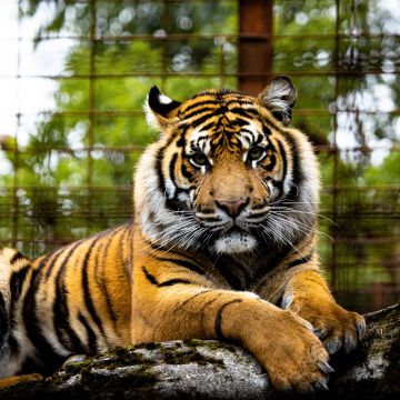 Tiger, Big cat, Wildlife, Closeup, Green, Predator, 5K