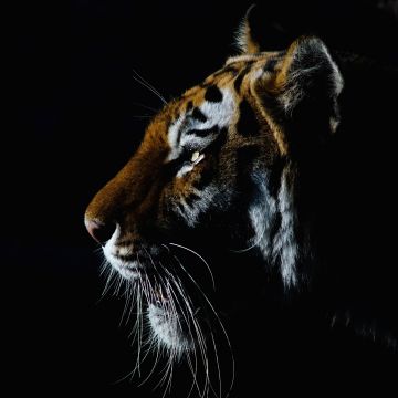 Tiger, Closeup, Dark, Black background, Big cat