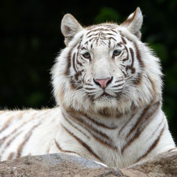 White tiger, Siberian tiger, Big cat