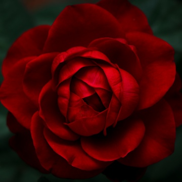 Velvet Rose, 8K, Rose Petals, Red Roses, 5K, Closeup Photography