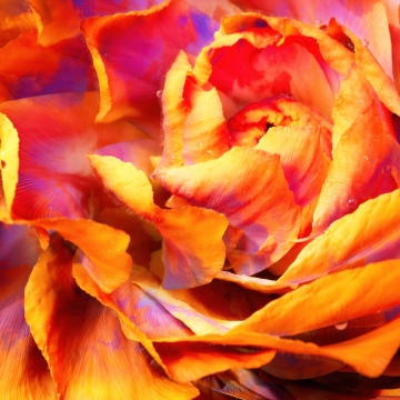 Peony, Macro, Orange aesthetic, 5K, Closeup Photography, Bloom