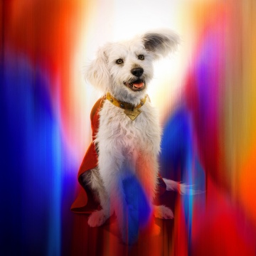 Krypto, Superdog, Superman, 2025 Movies, 5K, 8K