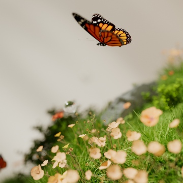 Monarch butterfly, Macro, Landscape, Ethereal, Water droplets, Grass