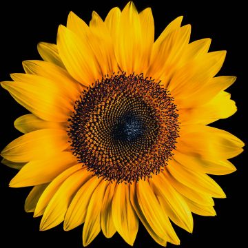 Sunflower, AMOLED, Black background, Yellow flower, 5K