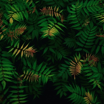 Green leaves, Foliage, Dark green, Tropical, Lush green field, Patterns, 5K, 8K