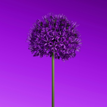 Allium flower, Purple aesthetic, Minimalist, Purple Flowers, 5K, 8K, Purple gradient