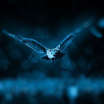 Owl, Dark background, Moonlight, Blue, Forest, Bokeh, Flying, 5K