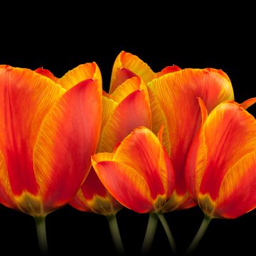 Orange tulips, Black background, Spring flowers, Colorful, Blossom