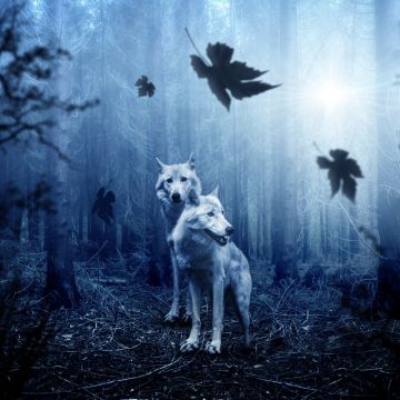 Wolf, Forest, Dark background, Predator, Wild animals, Tree Trunks, Sun light